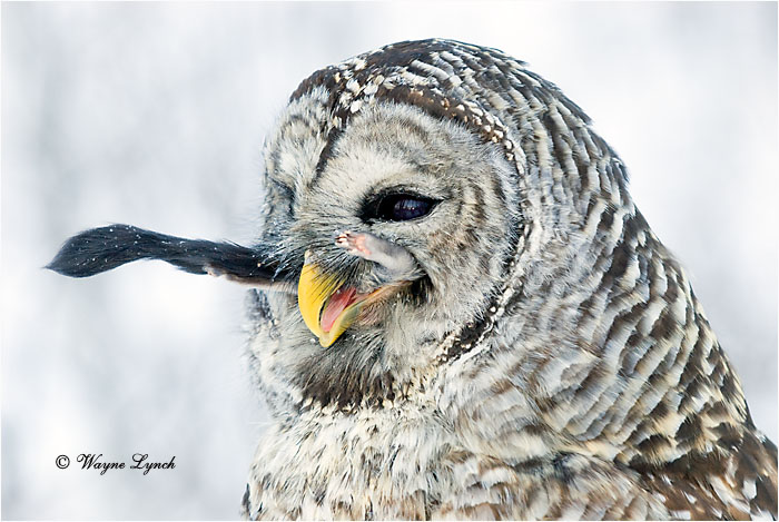 Barred Owl Eating Flying Squirrel 120 by Dr. Wayne Lynch &copy;